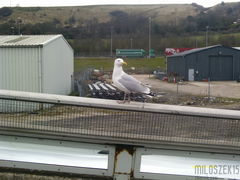 takiego ptaka mieć ;)