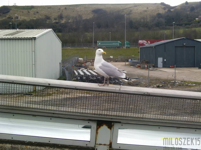 takiego ptaka mieć ;) - miloszek15