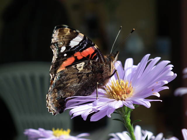 Paź... tej Królowej - NauczeCieLatac