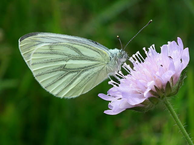 Do ślubu - NauczeCieLatac