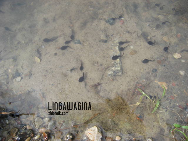 W. 12.05.13 009.jpg - lingawagina