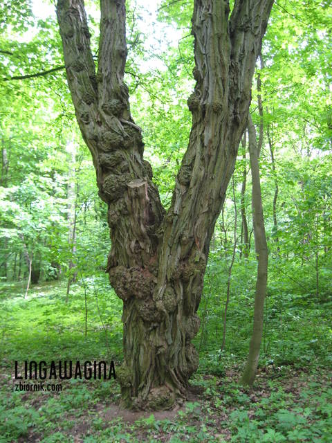 W. 12.05.13 022.jpg - lingawagina