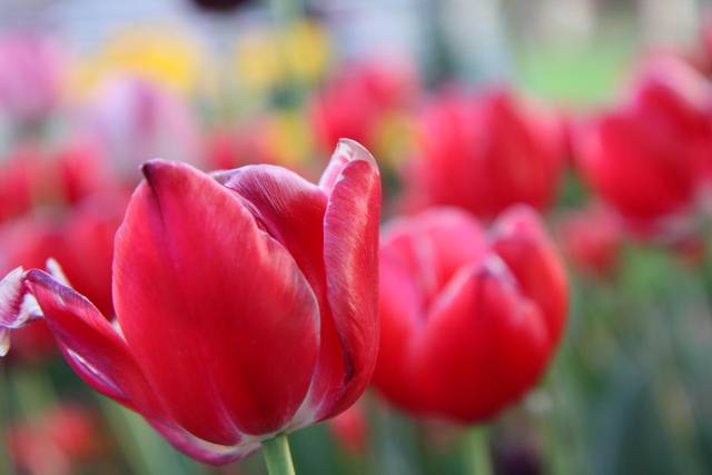 Kwiaty też są wdzięcznym tematem do sesji  - amorkibz