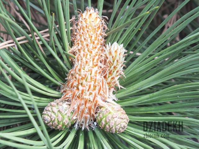 Czy tylko mnie to coś przypomina? - dziadekh