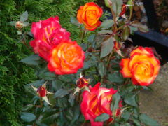 DSC04465.JPG