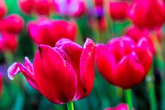 Może tobie zrobić taką piękną fotkę ???