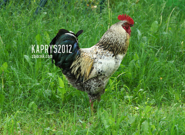 Teleranek :D - kaprys2012