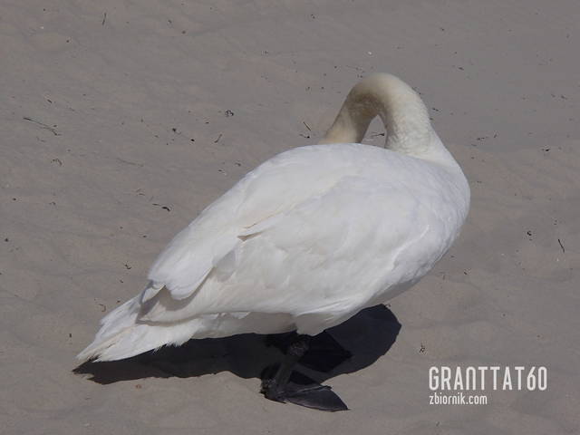 Piórka - Granttat60