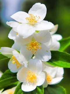 Zamiast pstrykać kwiateczki wolę cipeczki