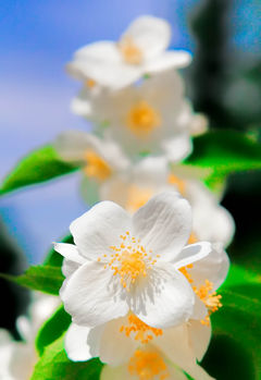 Zamiast pstrykać kwiateczki wolę cipeczki