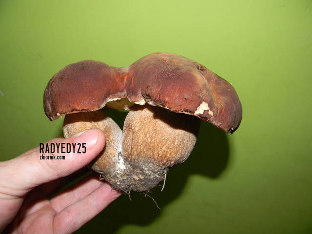 z innej beczki - RADYEDY25