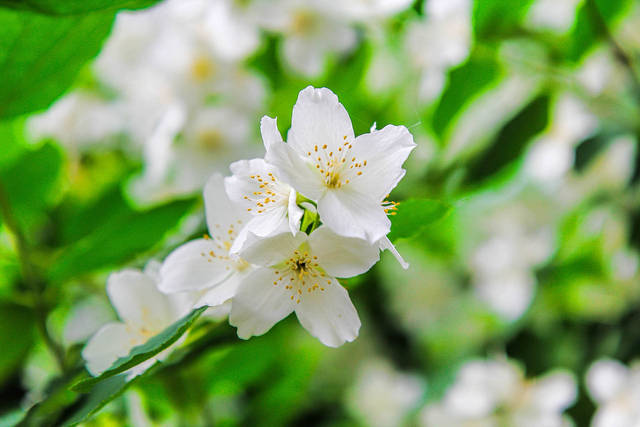 Zamiast pstrykać kwiateczki wolę cipeczki - amorkibz