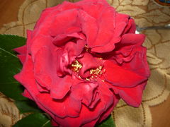 Dla Ciebie  Ponowna ...:))))