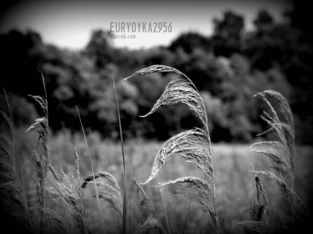 IMG_1436.JPG - Eurydyka2956