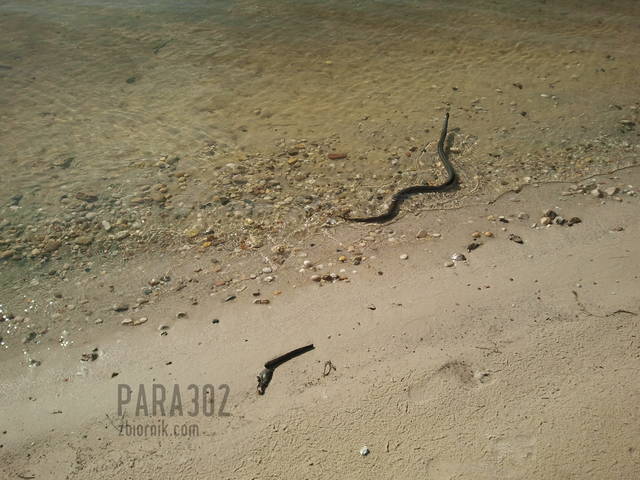 20130629_162325.jpg - para302