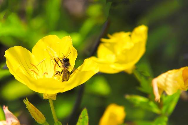 Pszczółka - amorkibz