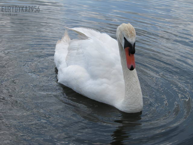 Pan Łabedz - Eurydyka2956