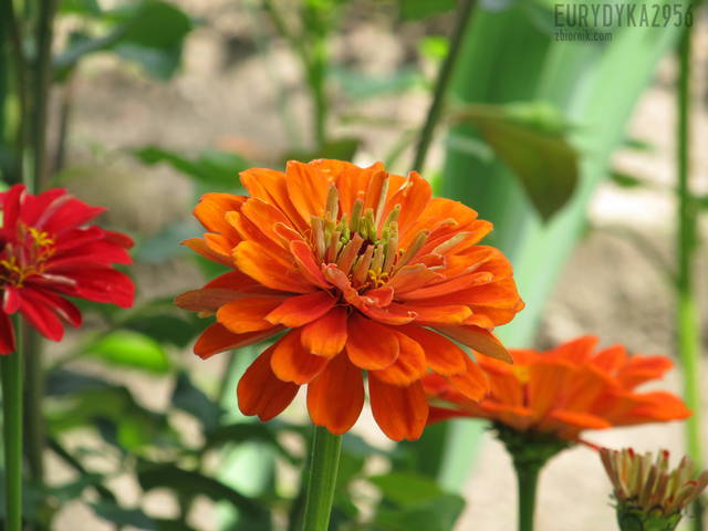 IZA DLA CIEBIE :) - Eurydyka2956