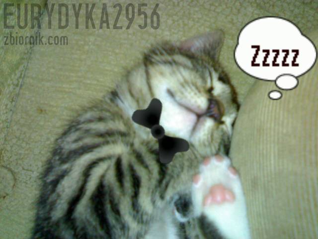 kicia - Eurydyka2956