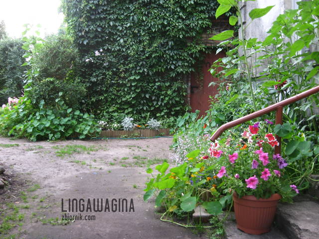 Ogród 17.07.13 008.jpg - lingawagina