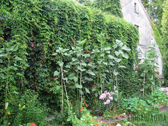 Ogród 17.07.13 015.jpg - lingawagina