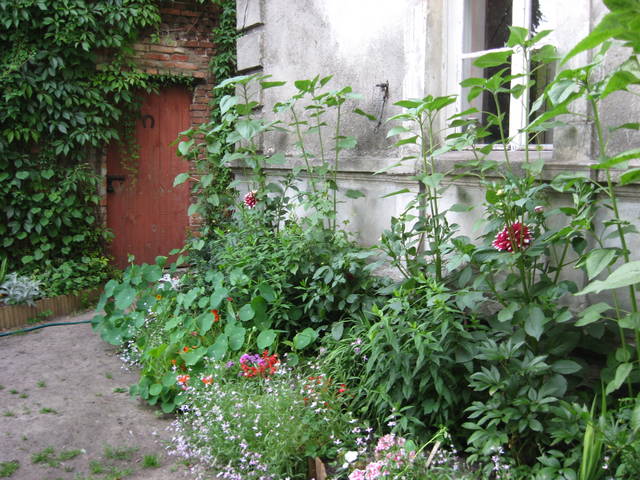 Ogród 17.07.13 030.jpg - lingawagina