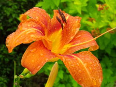 Pewnej pięknej Kobiecie