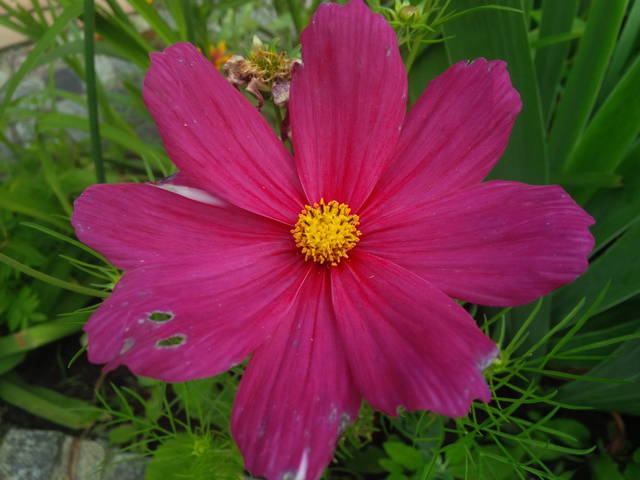 Tobie .... - Pan_Stanowczy