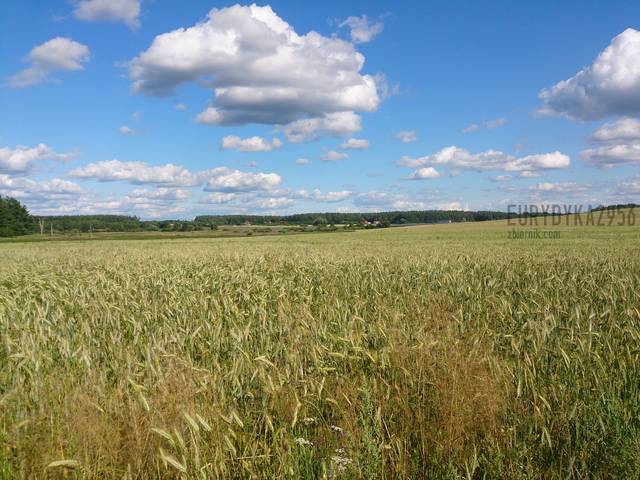 Prawda , ze pieknie ? - Eurydyka2956