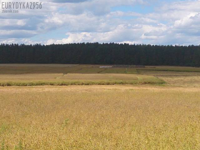 :)))) - Eurydyka2956