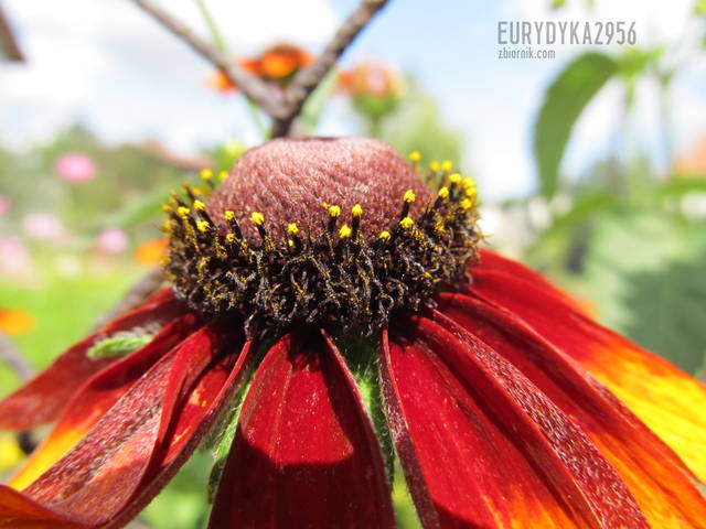 kwiatek :) - Eurydyka2956