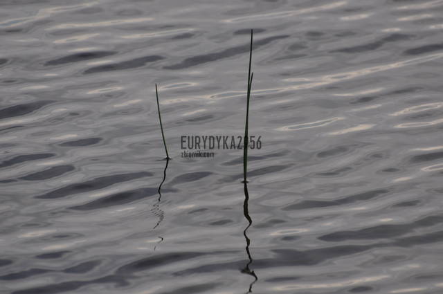 DSC_3259.JPG - Eurydyka2956