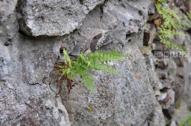 DSC_3489.JPG - Eurydyka2956