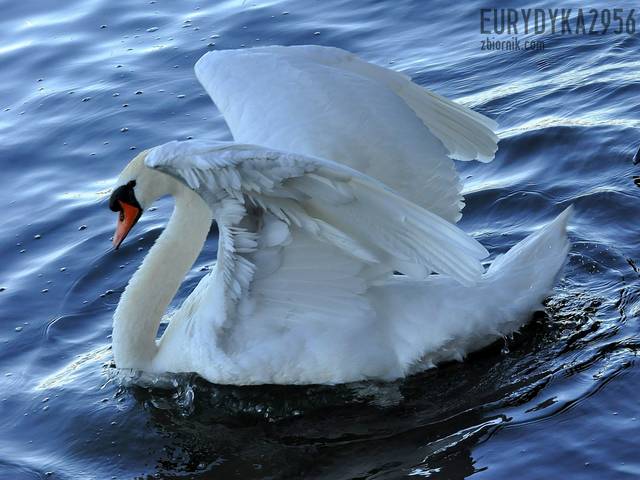 Łabędz  - Eurydyka2956