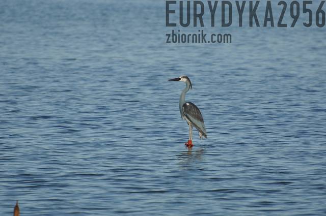 Czapla - Eurydyka2956