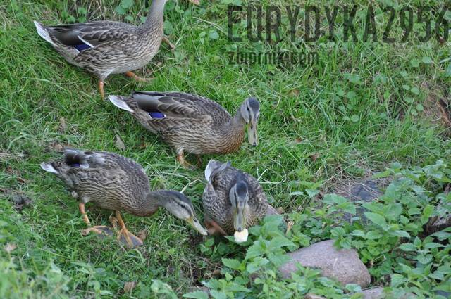 kacza familia :) - Eurydyka2956