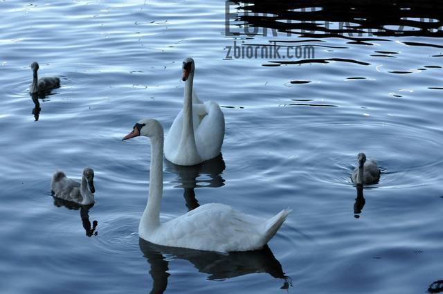 rodzinnie :) - Eurydyka2956