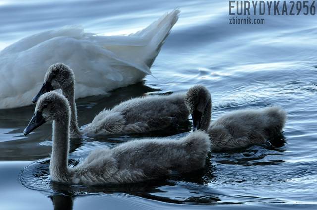 DSC_5086.JPG - Eurydyka2956