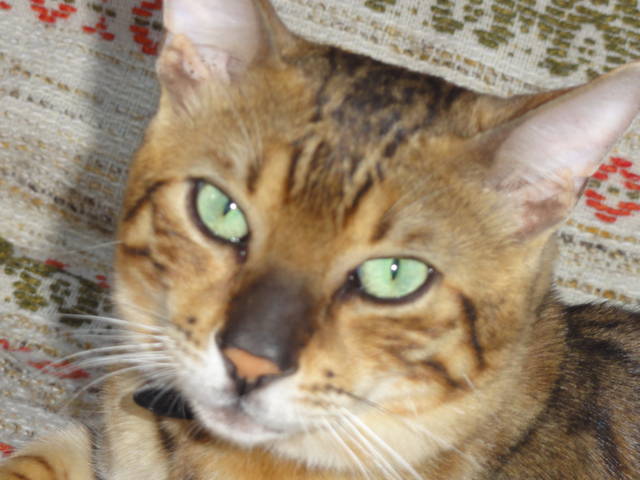 DSC00197.JPG - maxim44