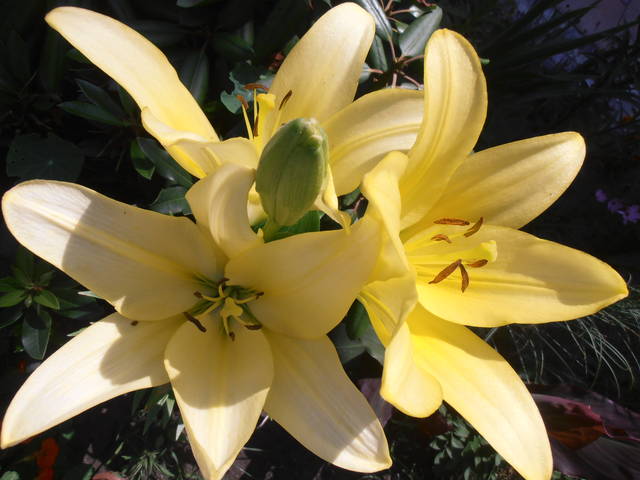 Messalinie... - Pan_Stanowczy