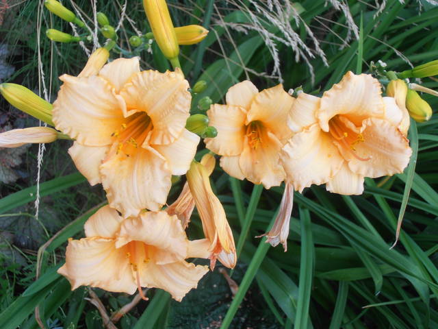 Messalinie... - Pan_Stanowczy