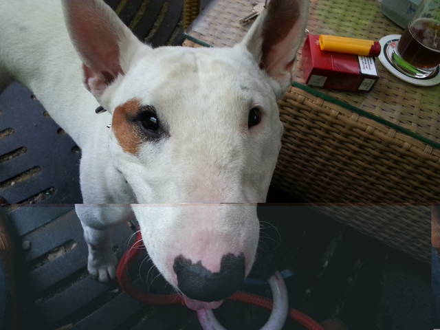 Pitt.jpg - pittbull73