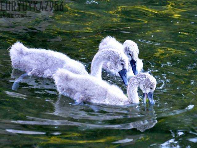 Maluszki - Eurydyka2956