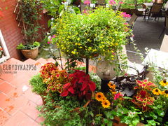 dla Ciebie Żurawinówko :)