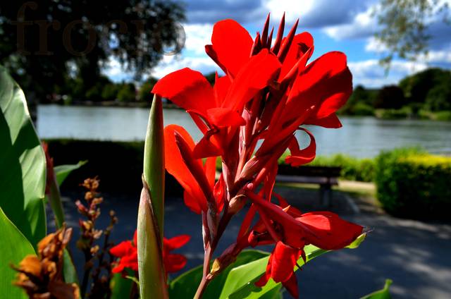 Kwiat nad rzeką Mosel (Remich, Luksemburg) - frocio