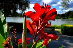 Kwiat nad rzeką Mosel (Remich, Luksemburg)