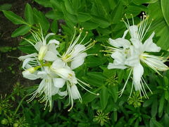 Pewnej pięknej Kobiecie, czarodziejce