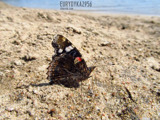 Motylek :) - Eurydyka2956