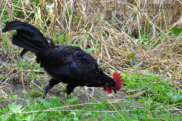 kogut - Eurydyka2956