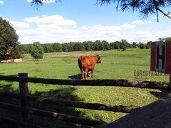 Piękny ten kun he he :)